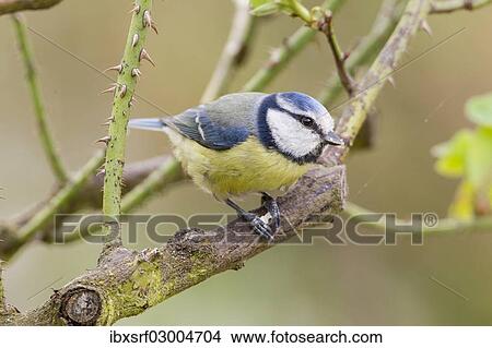Picture - "Blue Tit (Cyanistes caeruleus syn Parus caeruleus), perched on a branch, Fuldabruck, Fuldabruck, Hesse, Germany, Europe". Fotosearch