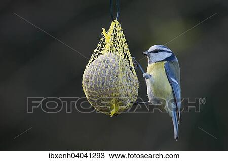 Stock Image - "Blue Tit (Cyanistes caeruleus, syn Parus caeruleus) feeding on fat ball, Emsland, Lower Saxony, Germany, Europe". Fotosearch