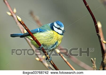 "Blue Tit (Cyanistes caeruleus syn Parus caeruleus), Canton of Geneva, Switzerland, Europe" View Large Photo Image Stock Image - "Blue Tit (Cyanistes caeruleus syn Parus caeruleus), Canton of Geneva, Switzerland, Europe". Fotosearch