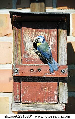 "Blue Tit (Cyanistes caeruleus, Syn. Parus caeruleus), with caught insect at the hole of a nesting box, Poel Island, Mecklenburg-Western Pomerania, Germany, Europe" View Large Photo Image Stock Image - "Blue Tit (Cyanistes caeruleus, Syn. Parus caeruleus), with caught insect at the hole of a nesting box, Poel Island, Mecklenburg-Western Pomerania, Germany, Europe". Fotosearch