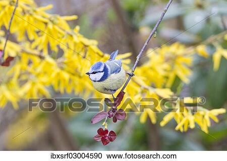Stock Image - "Blue Tit (Cyanistes caeruleus syn Parus caeruleus), Fuldabruck, Hesse, Germany, Europe". Fotosearch