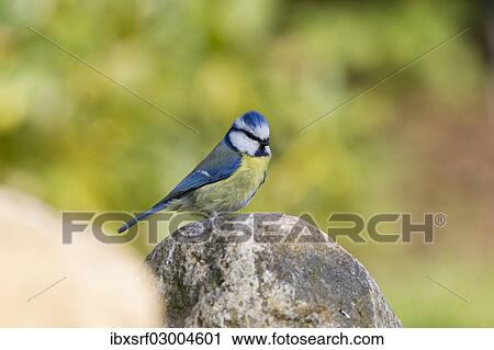 Stock Image - "Blue Tit (Cyanistes caeruleus syn Parus caeruleus), Fuldabruck, Hesse, Germany, Europe". Fotosearch
