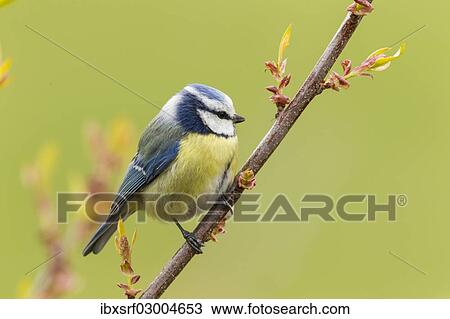 "Blue Tit (Cyanistes caeruleus syn Parus caeruleus), Fuldabruck, Hesse, Germany, Europe" View Large Photo Image Stock Image - "Blue Tit (Cyanistes caeruleus syn Parus caeruleus), Fuldabruck, Hesse, Germany, Europe". Fotosearch