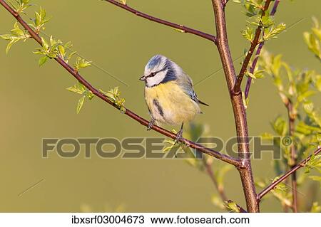 "Blue Tit (Cyanistes caeruleus syn Parus caeruleus), Fuldabruck, Hesse, Germany, Europe" View Large Photo Image Stock Image - "Blue Tit (Cyanistes caeruleus syn Parus caeruleus), Fuldabruck, Hesse, Germany, Europe". Fotosearch