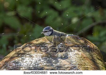 Stock Image - "Blue Tit (Cyanistes caeruleus syn Parus caeruleus), Fuldabruck, Hesse, Germany, Europe". Fotosearch