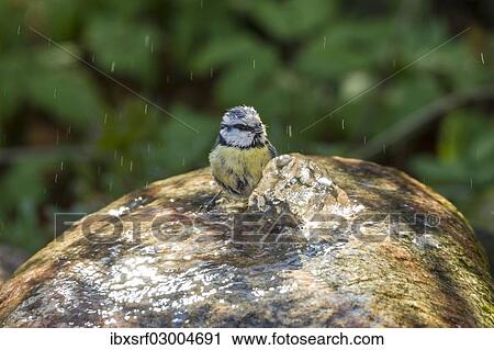 "Blue Tit (Cyanistes caeruleus syn Parus caeruleus), taking a bath, Fuldabruck, Fuldabruck, Hesse, Germany, Europe" View Large Photo Image Stock Image - "Blue Tit (Cyanistes caeruleus syn Parus caeruleus), taking a bath, Fuldabruck, Fuldabruck, Hesse, Germany, Europe". Fotosearch