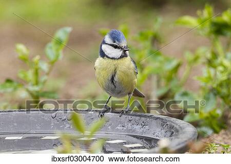 "Blue Tit (Cyanistes caeruleus syn Parus caeruleus), perched on a watering place, Fuldabruck, Fuldabruck, Hesse, Germany, Europe" View Large Photo Image Stock Image - "Blue Tit (Cyanistes caeruleus syn Parus caeruleus), perched on a watering place, Fuldabruck, Fuldabruck, Hesse, Germany, Europe". Fotosearch