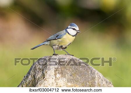 "Blue Tit (Cyanistes caeruleus syn Parus caeruleus), perched on a rock, Fuldabruck, Fuldabruck, Hesse, Germany, Europe" View Large Photo Image Stock Image - "Blue Tit (Cyanistes caeruleus syn Parus caeruleus), perched on a rock, Fuldabruck, Fuldabruck, Hesse, Germany, Europe". Fotosearch