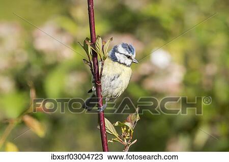 Stock Image - "Blue Tit (Cyanistes caeruleus syn Parus caeruleus), perched on a twig, Fuldabruck, Fuldabruck, Hesse, Germany, Europe". Fotosearch