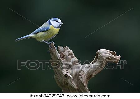 Stock Photo - "Blue Tit (Cyanistes caeruleus, syn Parus caeruleus), Emsland, Lower Saxony, Germany, Europe". Fotosearch