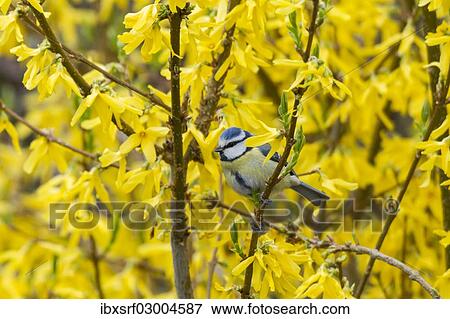 Stock Photo - "Blue Tit (Cyanistes caeruleus syn Parus caeruleus), Fuldabruck, Hesse, Germany, Europe". Fotosearch