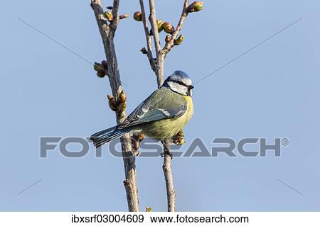 "Blue Tit (Cyanistes caeruleus syn Parus caeruleus), Fuldabruck, Hesse, Germany, Europe" View Large Photo Image Stock Photo - "Blue Tit (Cyanistes caeruleus syn Parus caeruleus), Fuldabruck, Hesse, Germany, Europe". Fotosearch