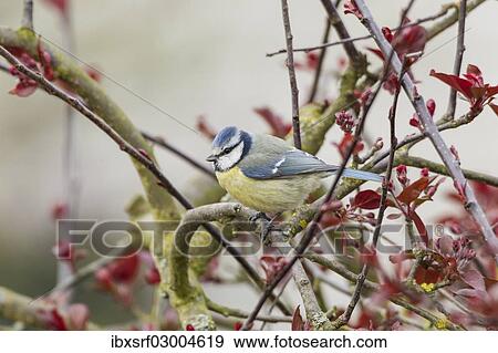 Stock Photo - "Blue Tit (Cyanistes caeruleus syn Parus caeruleus), Fuldabruck, Hesse, Germany, Europe". Fotosearch