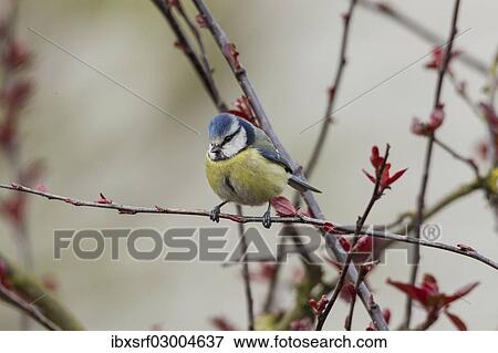 "Blue Tit (Cyanistes caeruleus syn Parus caeruleus), Fuldabruck, Hesse, Germany, Europe" View Large Photo Image Stock Photo - "Blue Tit (Cyanistes caeruleus syn Parus caeruleus), Fuldabruck, Hesse, Germany, Europe". Fotosearch
