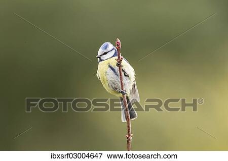 "Blue Tit (Cyanistes caeruleus syn Parus caeruleus), Fuldabruck, Hesse, Germany, Europe" View Large Photo Image Stock Photo - "Blue Tit (Cyanistes caeruleus syn Parus caeruleus), Fuldabruck, Hesse, Germany, Europe". Fotosearch
