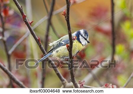 "Blue Tit (Cyanistes caeruleus syn Parus caeruleus), Fuldabruck, Hesse, Germany, Europe" View Large Photo Image Stock Photo - "Blue Tit (Cyanistes caeruleus syn Parus caeruleus), Fuldabruck, Hesse, Germany, Europe". Fotosearch