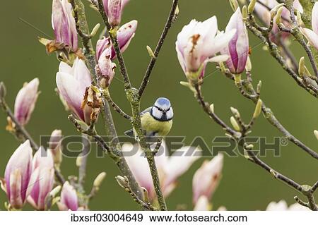 Stock Photo - "Blue Tit (Cyanistes caeruleus syn Parus caeruleus), Fuldabruck, Hesse, Germany, Europe". Fotosearch