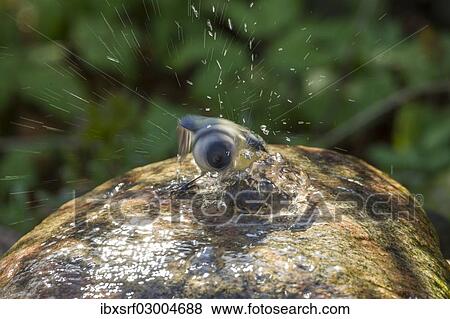 "Blue Tit (Cyanistes caeruleus syn Parus caeruleus), taking a bath, Fuldabruck, Fuldabruck, Hesse, Germany, Europe" View Large Photo Image Stock Photo - "Blue Tit (Cyanistes caeruleus syn Parus caeruleus), taking a bath, Fuldabruck, Fuldabruck, Hesse, Germany, Europe". Fotosearch