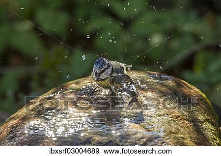 "Blue Tit (Cyanistes caeruleus syn Parus caeruleus), taking a bath, Fuldabruck, Fuldabruck, Hesse, Germany, Europe" View Large Photo Image Stock Photo - "Blue Tit (Cyanistes caeruleus syn Parus caeruleus), taking a bath, Fuldabruck, Fuldabruck, Hesse, Germany, Europe". Fotosearch