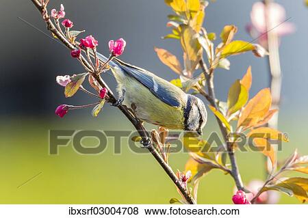 Stock Photo - "Blue Tit (Cyanistes caeruleus syn Parus caeruleus), perched on a twig, Fuldabruck, Fuldabruck, Hesse, Germany, Europe". Fotosearch