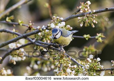 "Blue Tit (Cyanistes caeruleus syn Parus caeruleus), Fuldabruck, Hesse, Germany, Europe" View Large Photo Image Stock Photograph - "Blue Tit (Cyanistes caeruleus syn Parus caeruleus), Fuldabruck, Hesse, Germany, Europe". Fotosearch