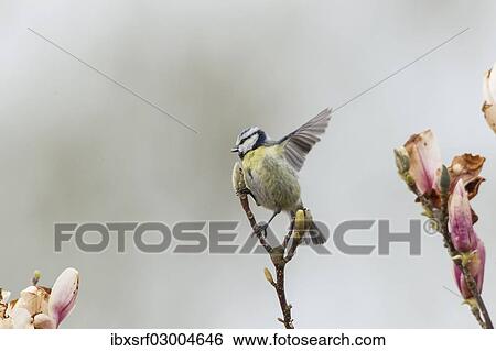 Stock Photograph - "Blue Tit (Cyanistes caeruleus syn Parus caeruleus), Fuldabruck, Hesse, Germany, Europe". Fotosearch
