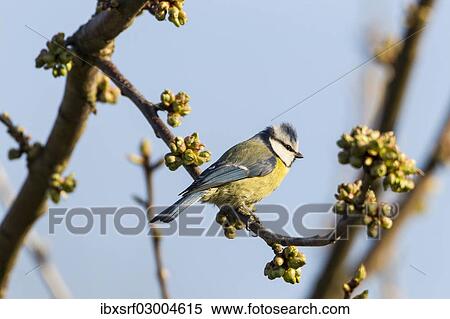 Stock Photography - "Blue Tit (Cyanistes caeruleus syn Parus caeruleus), Fuldabruck, Hesse, Germany, Europe". Fotosearch