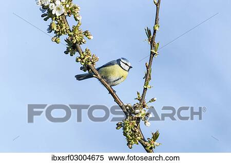 "Blue Tit (Cyanistes caeruleus syn Parus caeruleus), Fuldabruck, Hesse, Germany, Europe" View Large Photo Image Stock Photography - "Blue Tit (Cyanistes caeruleus syn Parus caeruleus), Fuldabruck, Hesse, Germany, Europe". Fotosearch