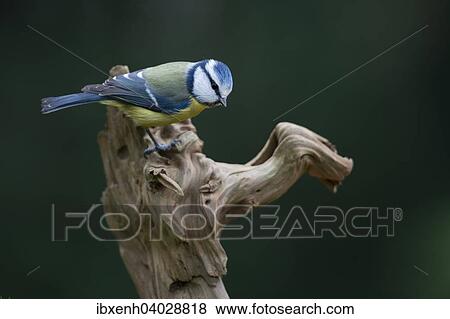Stock Photo - "Blue Tit (Parus caerulea), Emsland, Lower Saxony, Germany, Europe". Fotosearch
