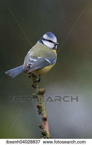 "Blue Tit (Parus caerulea), Emsland, Lower Saxony, Germany, Europe" View Large Photo Image Stock Photo - "Blue Tit (Parus caerulea), Emsland, Lower Saxony, Germany, Europe". Fotosearch