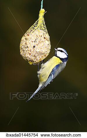 Blue Tit (Parus caeruleus) hanging from a fat ball View Large Photo Image Picture - Blue Tit (Parus caeruleus) hanging from a fat ball. Fotosearch