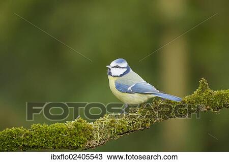 "Blue Tit (Parus caeruleus), Limburg an der Lahn, Hesse, Germany, Europe" View Large Photo Image Stock Image - "Blue Tit (Parus caeruleus), Limburg an der Lahn, Hesse, Germany, Europe". Fotosearch