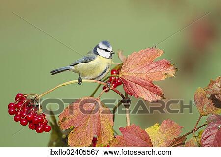 "Blue Tit (Parus caeruleus), Limburg an der Lahn, Hesse, Germany, Europe" View Large Photo Image Stock Photo - "Blue Tit (Parus caeruleus), Limburg an der Lahn, Hesse, Germany, Europe". Fotosearch