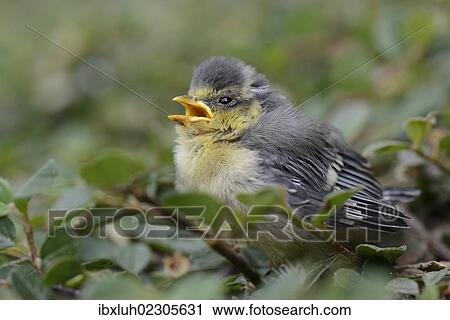 "Blue Tit (Parus caeruleus), nestling fallen from the nest, North Rhine-Westphalia, Germany, Europe" View Large Photo Image Stock Image - "Blue Tit (Parus caeruleus), nestling fallen from the nest, North Rhine-Westphalia, Germany, Europe". Fotosearch