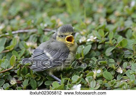 "Blue Tit (Parus caeruleus), nestling fallen from the nest, North Rhine-Westphalia, Germany, Europe" View Large Photo Image Stock Image - "Blue Tit (Parus caeruleus), nestling fallen from the nest, North Rhine-Westphalia, Germany, Europe". Fotosearch