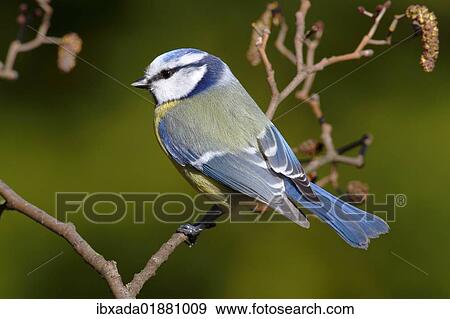 Blue tit (Parus caeruleus) perched on an alder branch View Large Photo Image Stock Photo - Blue tit (Parus caeruleus) perched on an alder branch. Fotosearch