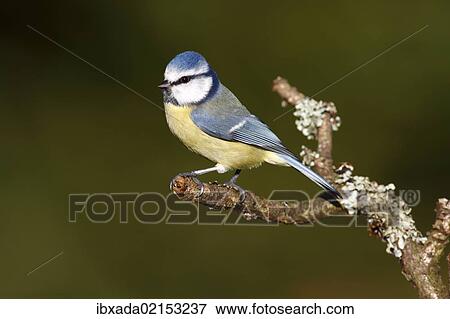 "Blue Tit (Parus caeruleus) perched on a lichen-covered branch, Neunkirchen, Siegerland district, North Rhine-Westphalia, Germany, Europe" View Large Photo Image Stock Photo - "Blue Tit (Parus caeruleus) perched on a lichen-covered branch, Neunkirchen, Siegerland district, North Rhine-Westphalia, Germany, Europe". Fotosearch