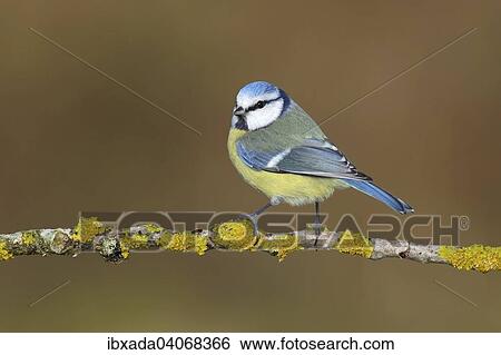 "Blue Tit (Parus caeruleus), perched on a branch covered with lichen, Neunkirchen, Siegerland, North Rhine-Westphalia, Germany, Europe" View Large Photo Image Stock Photograph - "Blue Tit (Parus caeruleus), perched on a branch covered with lichen, Neunkirchen, Siegerland, North Rhine-Westphalia, Germany, Europe". Fotosearch