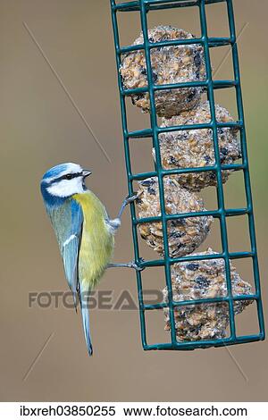 "Blue Tit (Parus caeruleus), perched on a feeder in winter, Tyrol, Austria, Europe" View Large Photo Image Stock Photography - "Blue Tit (Parus caeruleus), perched on a feeder in winter, Tyrol, Austria, Europe". Fotosearch