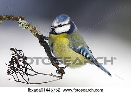 Blue Tit (Parus caeruleus) sitting on a branch View Large Photo Image Stock Image - Blue Tit (Parus caeruleus) sitting on a branch. Fotosearch