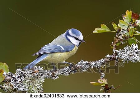 "Blue Tit (Parus caeruleus) sitting on a lichen-covered branch, Neunkirchen in Siegerland, North Rhine-Westphalia, Germany, Europe" View Large Photo Image Stock Image - "Blue Tit (Parus caeruleus) sitting on a lichen-covered branch, Neunkirchen in Siegerland, North Rhine-Westphalia, Germany, Europe". Fotosearch