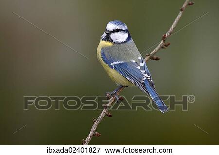 "Blue Tit (Parus caeruleus) sitting on a larch branch, Neunkirchen in Siegerland, North Rhine-Westphalia, Germany, Europe" View Large Photo Image Stock Photo - "Blue Tit (Parus caeruleus) sitting on a larch branch, Neunkirchen in Siegerland, North Rhine-Westphalia, Germany, Europe". Fotosearch
