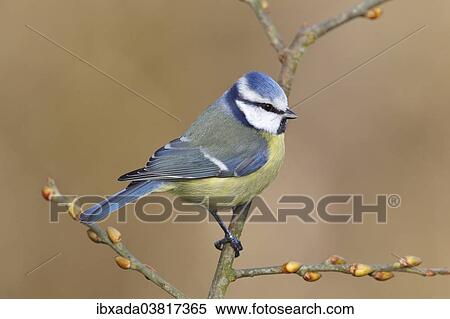 "Blue Tit (Parus caeruleus) sitting on a twig, North Rhine-Westphalia, Germany, Europe" View Large Photo Image Stock Photography - "Blue Tit (Parus caeruleus) sitting on a twig, North Rhine-Westphalia, Germany, Europe". Fotosearch