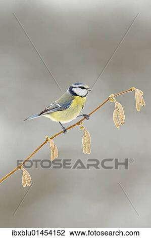 Blue Tit (Parus caeruleus) View Large Photo Image Stock Image - Blue Tit (Parus caeruleus). Fotosearch