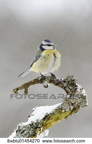 Blue Tit (Parus caeruleus) View Large Photo Image Stock Image - Blue Tit (Parus caeruleus). Fotosearch