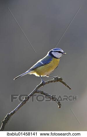 Blue Tit (Parus caeruleus) View Large Photo Image Stock Image - Blue Tit (Parus caeruleus). Fotosearch