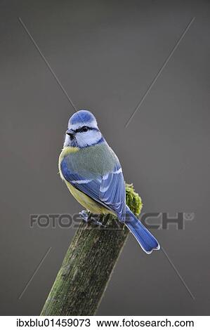 Blue Tit (Parus caeruleus) View Large Photo Image Stock Image - Blue Tit (Parus caeruleus). Fotosearch