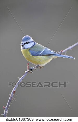 Blue Tit (Parus caeruleus) View Large Photo Image Stock Image - Blue Tit (Parus caeruleus). Fotosearch