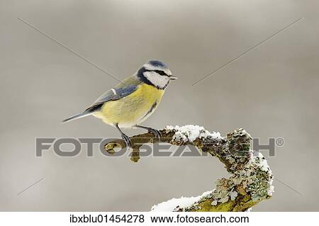 Blue Tit (Parus caeruleus) View Large Photo Image Stock Photo - Blue Tit (Parus caeruleus). Fotosearch