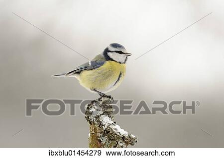 Blue Tit (Parus caeruleus) View Large Photo Image Stock Photo - Blue Tit (Parus caeruleus). Fotosearch
